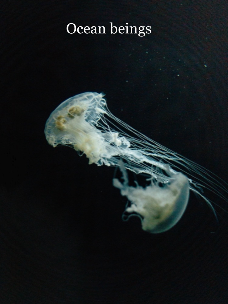 Ocean beings