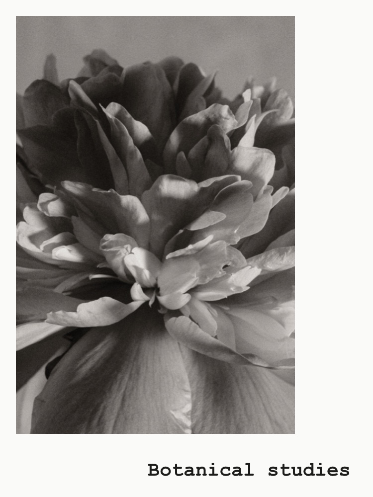 BOTANICAL STUDIES