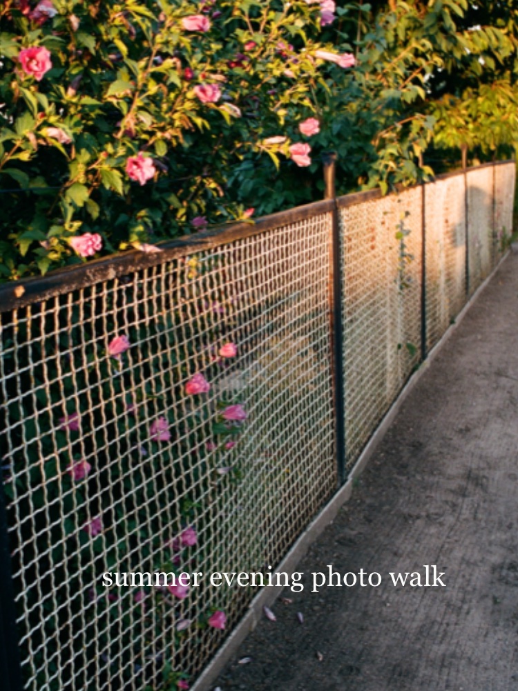 Summer  evening walk 