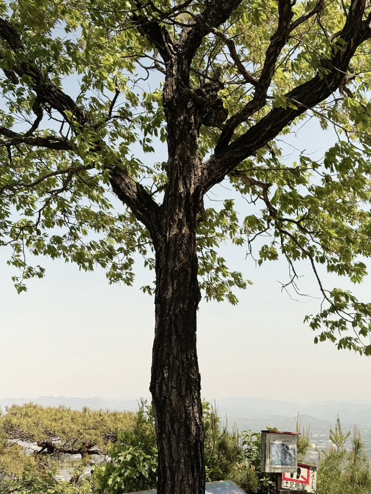 A trip to enjoy trees