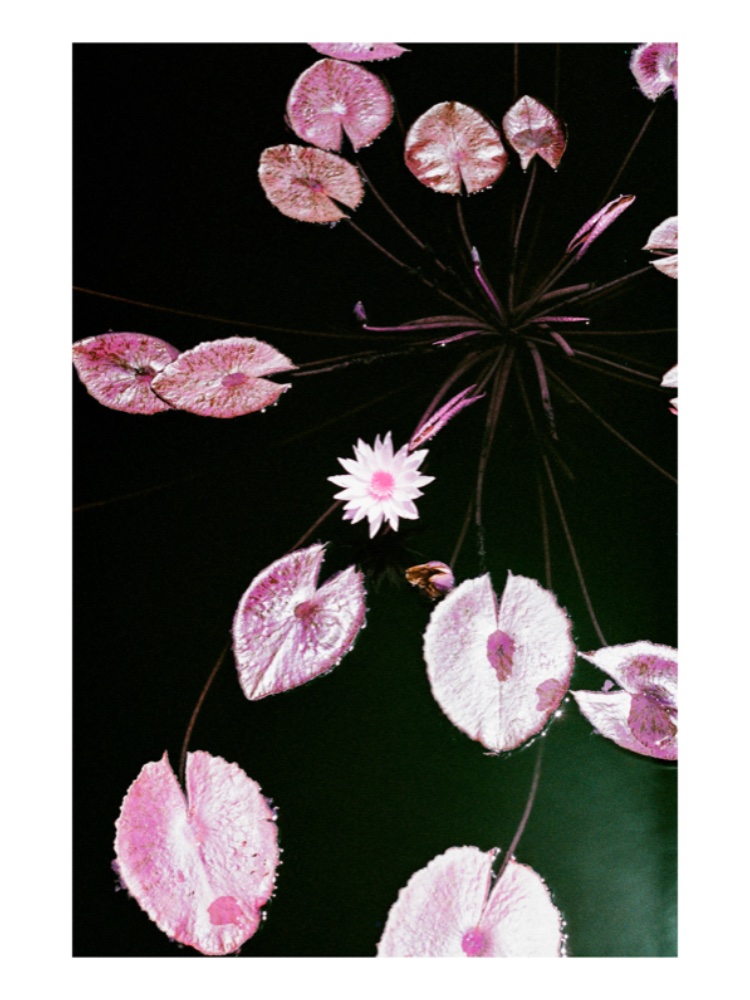 Purple and Botanical 