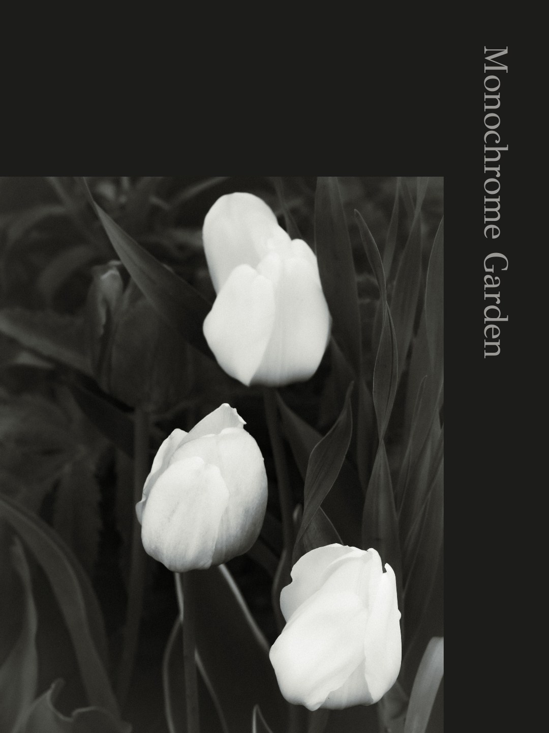 Monochrome Garden